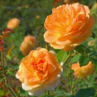 【STAR SE株式会社/金本香蘭】夏によく合うオレンジカラーの薔薇