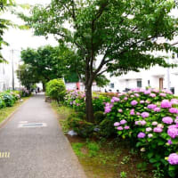 「相模が丘仲良し小道」では「アジサイ」が満開を迎えている!！