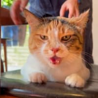 のび工房の猫達