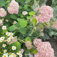 新茶まつり　ファーマーズマーケット