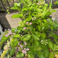 紫陽花が咲き始めました