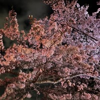 2024年4月13日の千波湖の夜桜