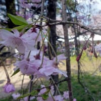 徳佐八幡宮のしだれ桜