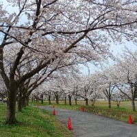 新発田中央公園の桜 満開