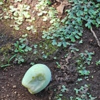 梅雨の真っ最中。境内の季節の花々