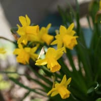 ●我が家の３月の花（14）　春咲きの大輪の水仙が開花　ミニスイセン・テータテート