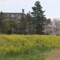 安行周辺のソメイヨシノが満開です