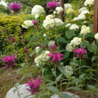 2025/06/30タイマツバナ