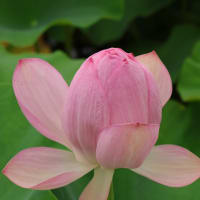 今川の花池へ再々度蓮の花の開花状態を観に行って来ました、爺は焦れども花は咲かず、花咲爺爺がいて欲しい～～~~(笑)。