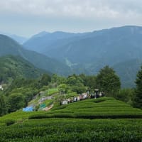 2025　春のお茶ツアー　6/7-8