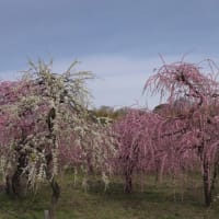 名古屋農業センターしだれ梅園-1