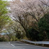葉桜の伊豆ツーリング（その1：達磨山の富士山と曇天の堂ヶ島）