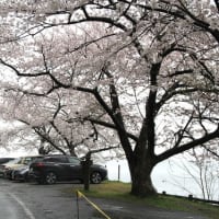 雨の海津大崎の桜