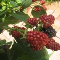 午前買い物午後己書自宅幸座でmikoさん♪