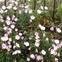 野の花