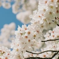 鴨川