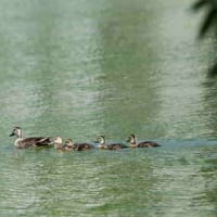 池を泳ぐ、カルガモの親子。