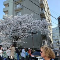 都電荒川線に乗ってきたよ💛2