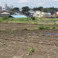 今日の富士山と我が家の花壇