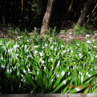 母の日～天気がいいので日曜日に物見山へ