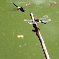 松山城山公園の散策♪（6月27日）