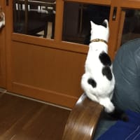 ネコパーティー開催中