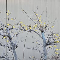 散歩道の風景　2024年12月～2025年6月　　＃１　花