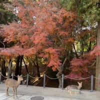休みだから奈良へ