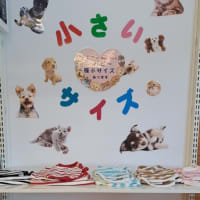 小さいサイズ、パピー用入荷しました