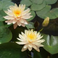 「松阪農業公園ベルファームの初夏の花」見てきました～(^^)  2025