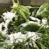 2024-3-13ニジマスをいただく。雪のフキノトウ