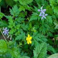 動物の名前の植物　漢字