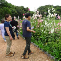 紫陽花が見頃を迎えました。