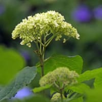 可睡ゆり園で紫陽花②