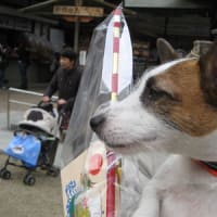 夢みる小犬ウィッシュボーン ジャックラッセルの冒険 夢みる小犬ウィッシュボーン ジャックラッセルの冒険