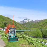 半端じゃない藪こぎ　撤退　羅臼湖へ