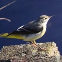 水辺好きな(？)キセキレイの姿、ドキドキ眺め　(　岐阜県美濃地方　)