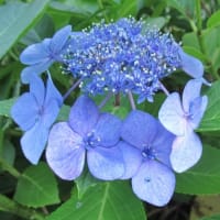 7月に入りました