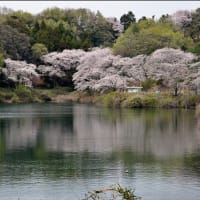 「ふじの咲く丘・鮎川サイクリングロード・竹沼ダム」で 咲く桜