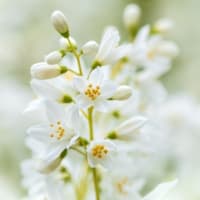 たのしい万葉集　春されば卯の花ぐたし我が越えし・・・　