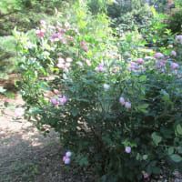 【2025札幌市北区　百合が原公園のバラ】⑦