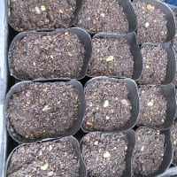 【隠居の家庭菜園　ビワの種の植え付け　06/17】