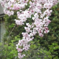 桜や桃、花海棠、ツツジなど咲き競う（埼玉・所沢）