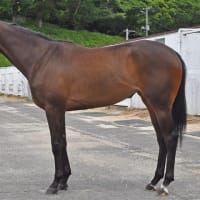 2025/2026年2歳募集馬、やはり当面は『待ちの姿勢』か！？