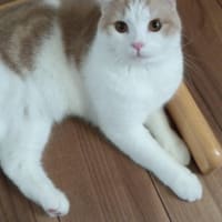 チャーミング最後の2週間