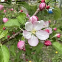 第３回りんごの消毒、花粉採り、イカリソウ