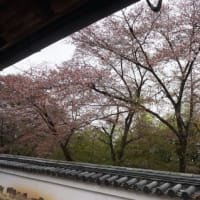 スゴイ！桜の木が見事な臨済宗建仁寺派「妙光寺」。さまざまな激動の時代を経て、近年整備が進む立派なお寺。