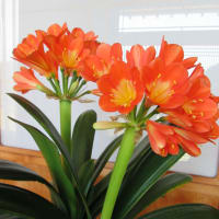 4月花壇