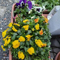 庭の花が満開に