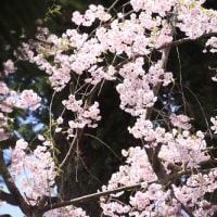 桜と井戸